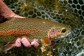 A rainbow trout in a net after being caught.